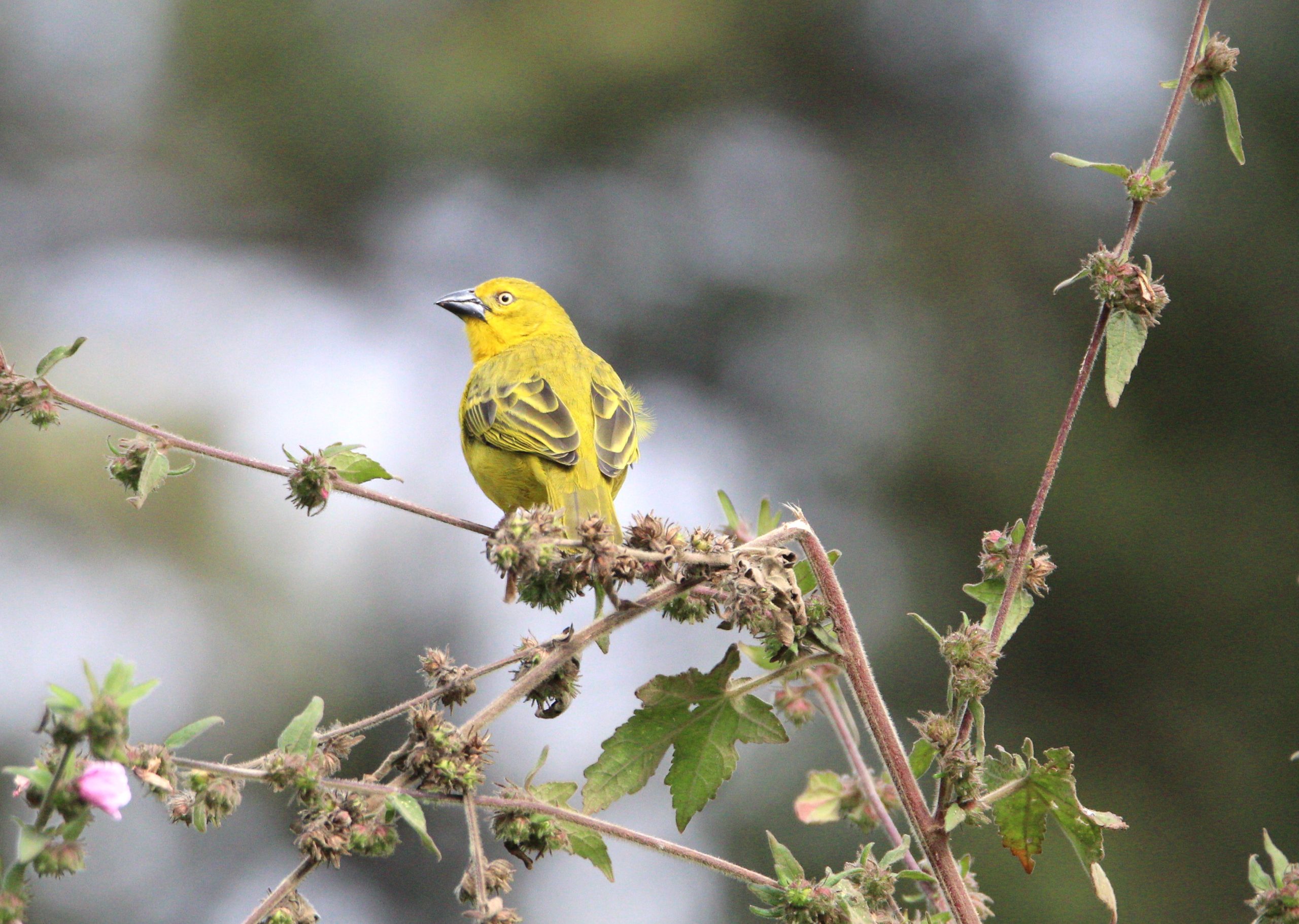 Kenya Birding Tours