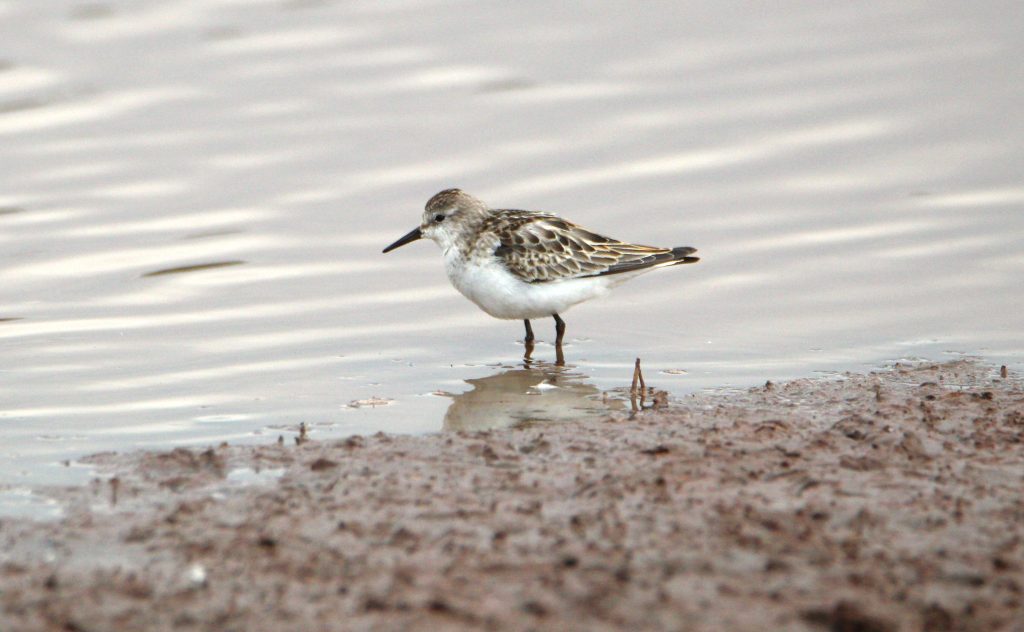 Day Birding Tours Kenya