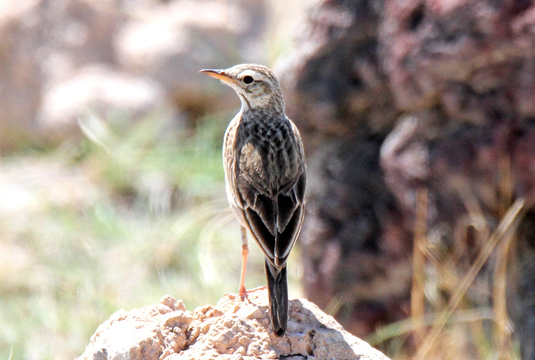 African Pipit_Amboseli Birding Amboseli Birding