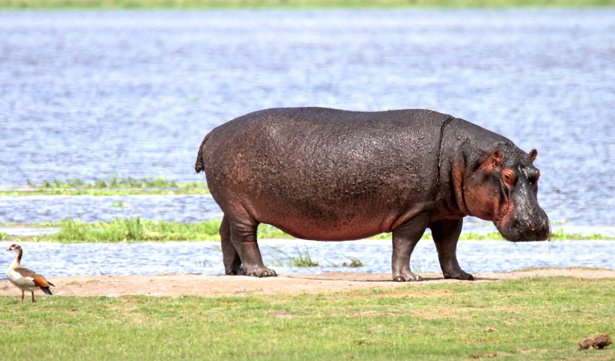 Hippopotamus_Amboseli Birding Amboseli Birding