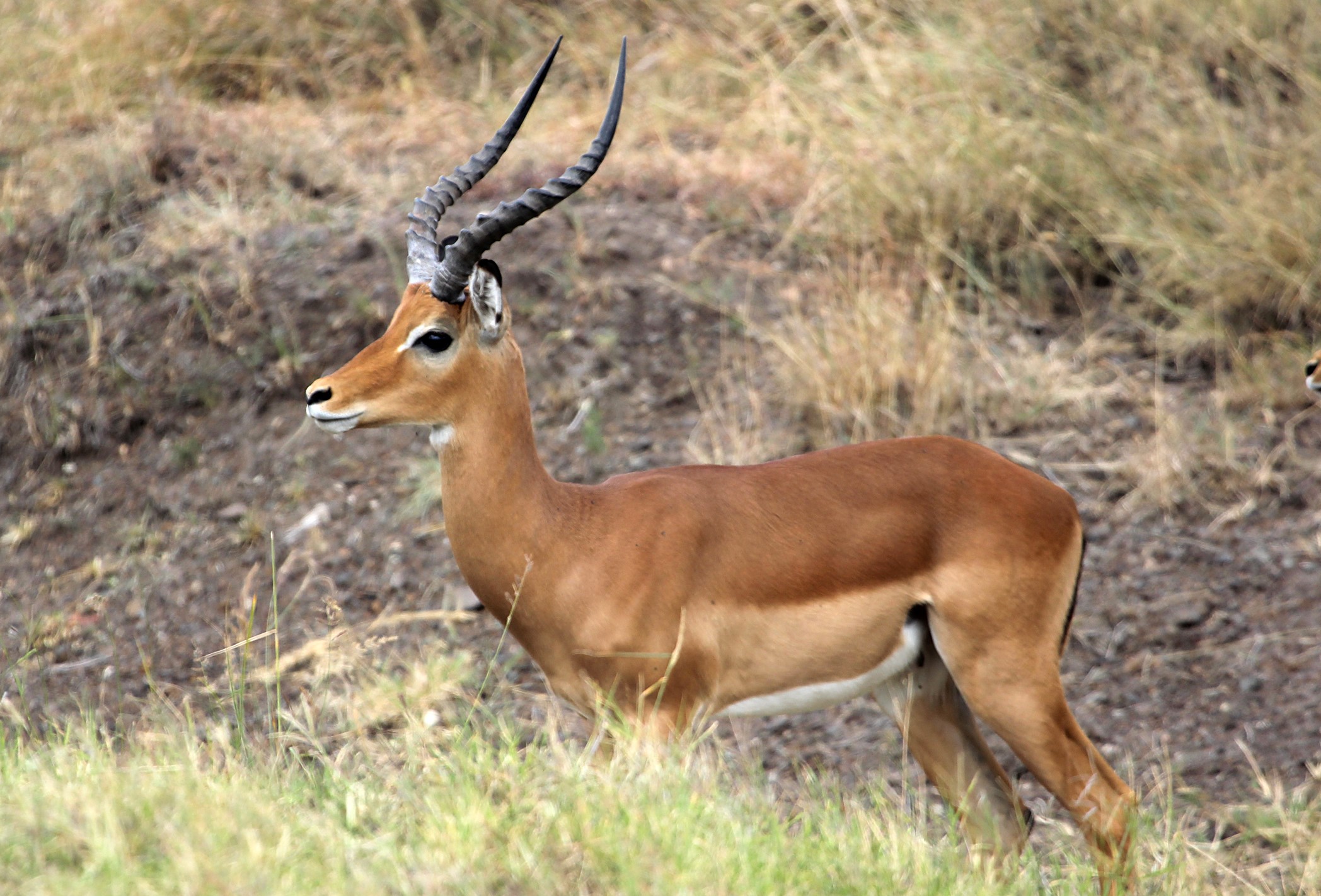 Impala_Amboseli Birding Amboseli Birding