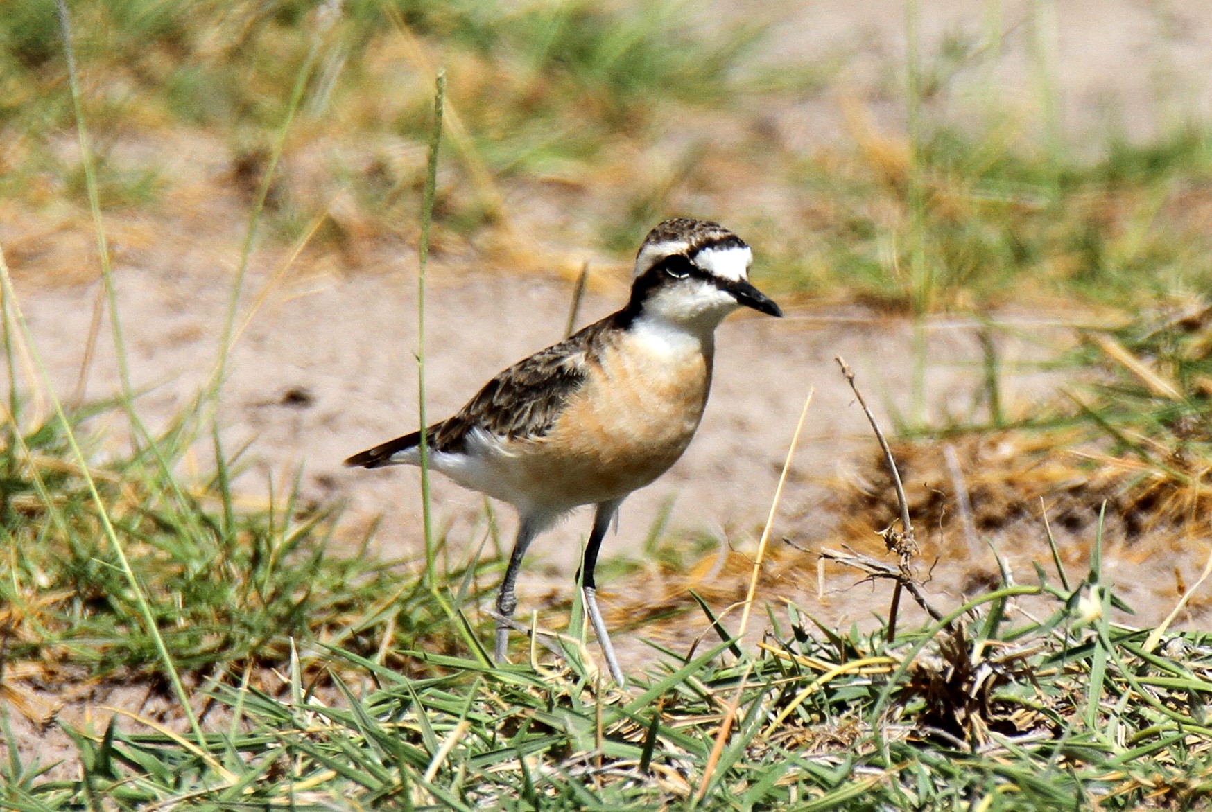 Amboseli Birding