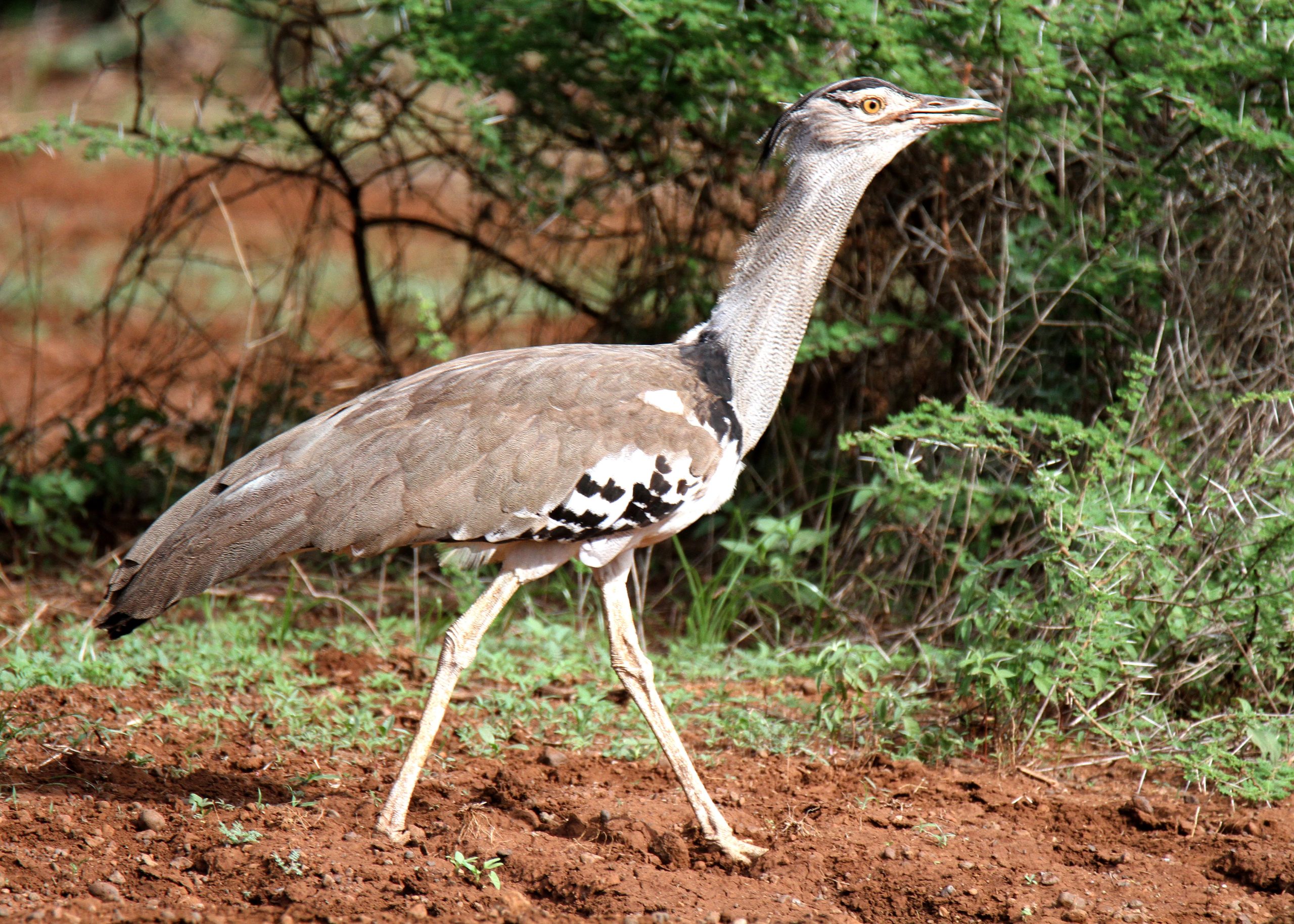 Kori Bustard_Amboseli Birding Amboseli Birding