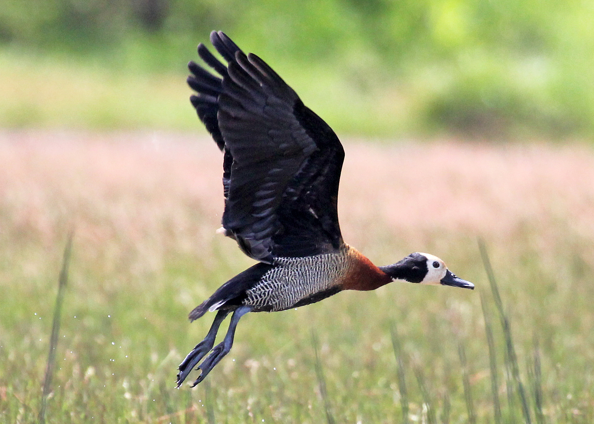White-faced whistling duck_Amboseli Birding Amboseli Birding