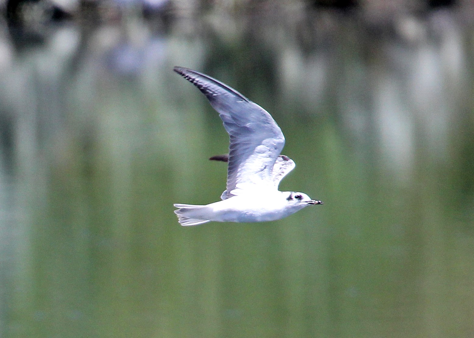 White-winged Tern_Amboseli Birding Amboseli Birding