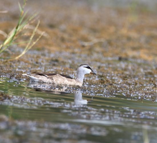 3-Day Amboseli Birding