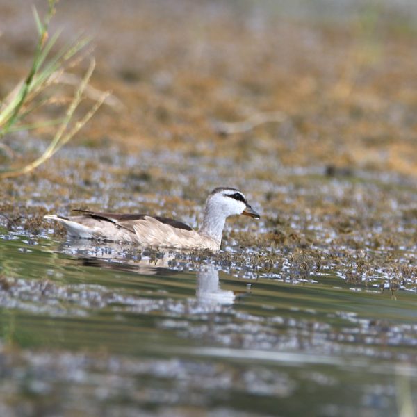 3-Day Amboseli Birding