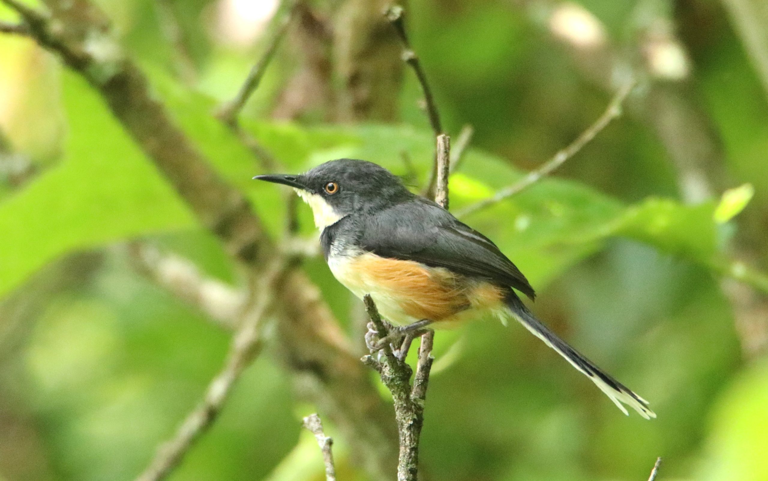 Birding Kenya