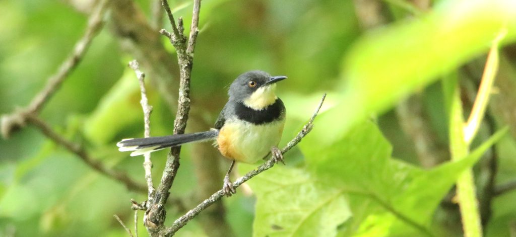 Kenya's Best Birding Sites