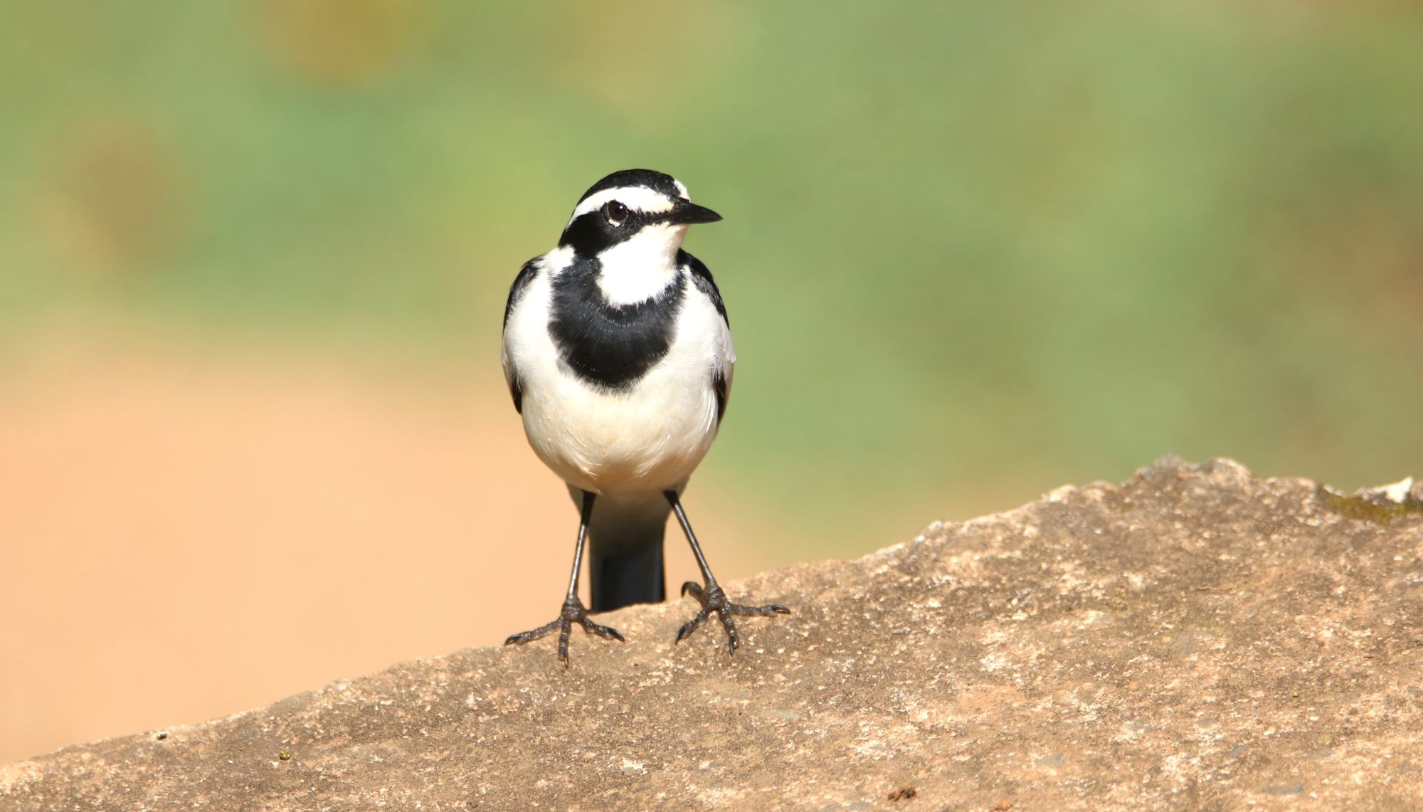 Kenya Birding Tours