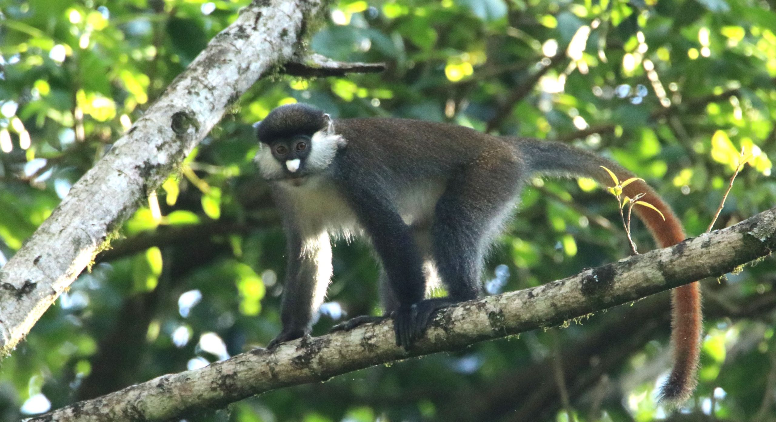 Birding Tours Kenya