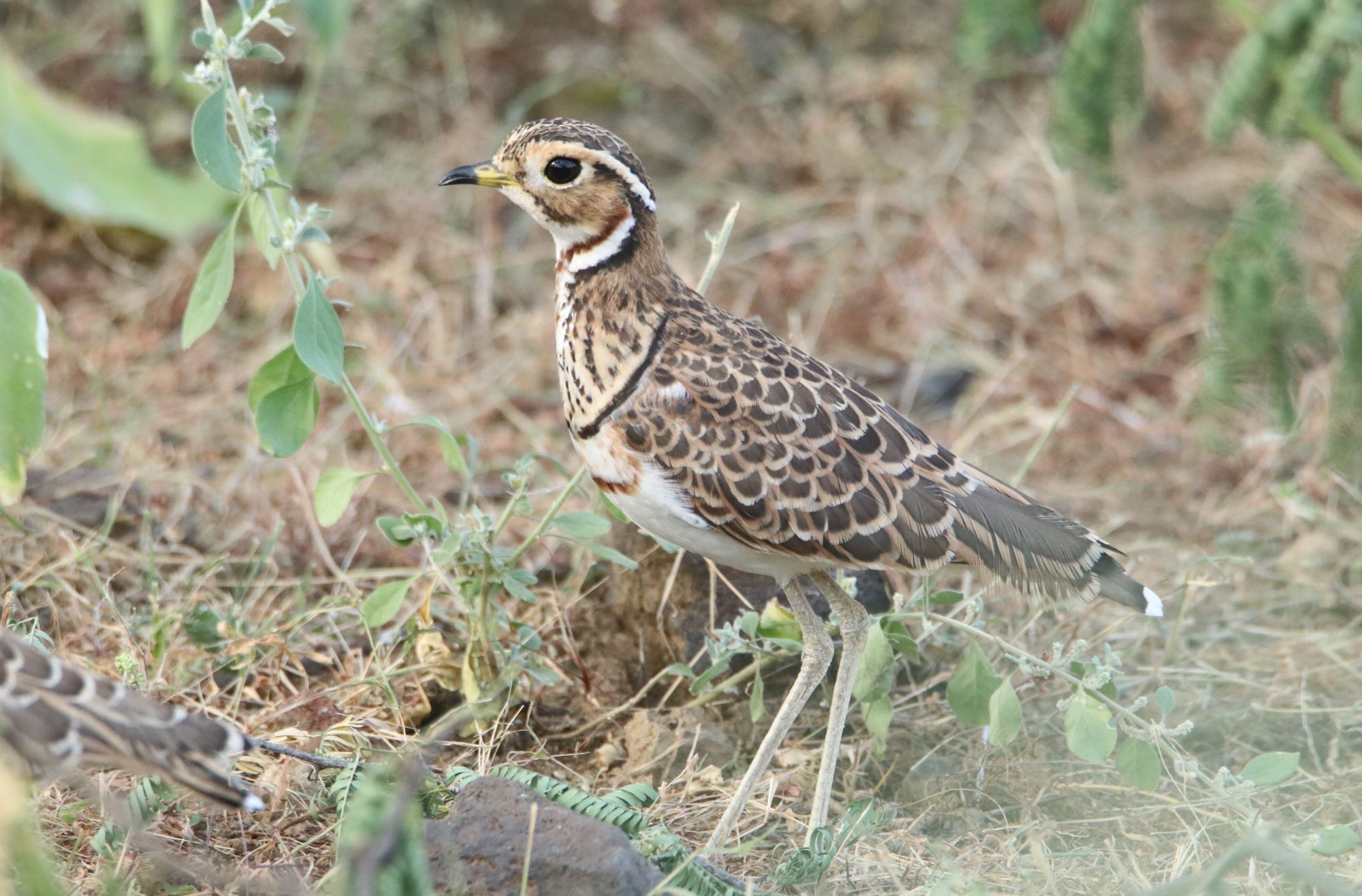 Birding Photography Kenya